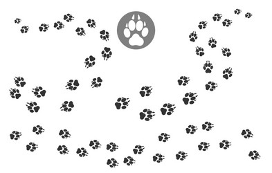 Paw Print Track Pattern vector image