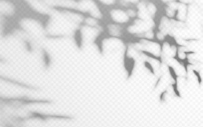 shadow overlay from a tree branch isolated vector image