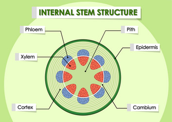 diagram showing internal stem structure vector image