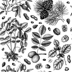 nuts seamless pattern with hand drawn botanical vector