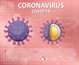 diagram corona virus particle structure vector image
