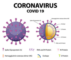 Diagram corona virus particle structure vector