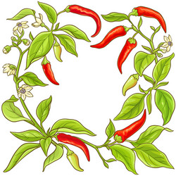 Cayenne pepper frame vector