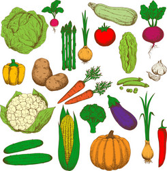 retro colored sketched vegetables for food design vector