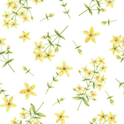 Watercolor St John's Wort Pattern Vector Image