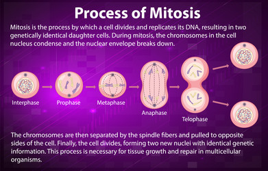 Process of mitosis phases with explanations vector