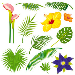 Tropical Leaf & Flower Collection Vector Image