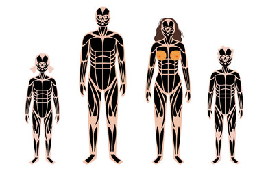 Human muscular system Royalty Free Vector Image