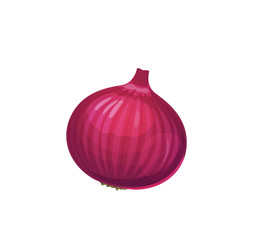 Isolated raw red onion purple shallot bulb vector