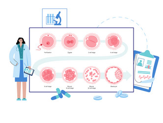 Embryo Development Secund Month Royalty Free Vector Image