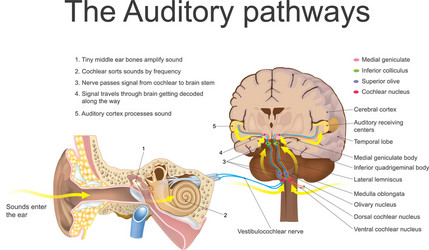 Auditory System Anatomy & Function vector image
