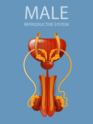 close up view male reproductive system banner vector