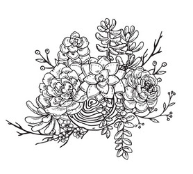 Hand Drawn Succulent Arrangement Vector Image