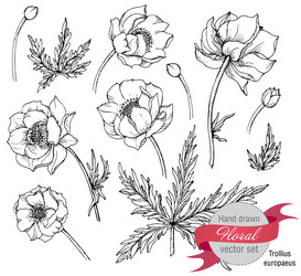 Spring Trollius Floral Set Vector Image