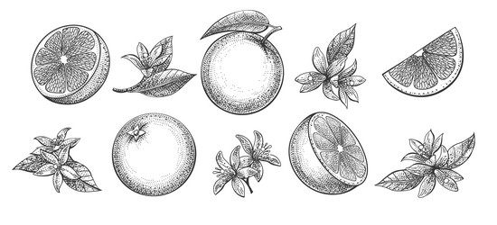 Oranges and Citrus Botanical Sketch vector image