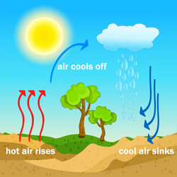 Photosynthesis process diagram Royalty Free Vector Image