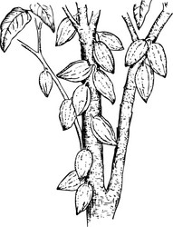 Cocoa Pods on Tree Trunk vector image