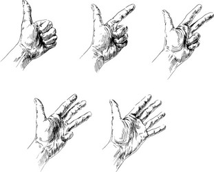 hand counting from one to five vector image