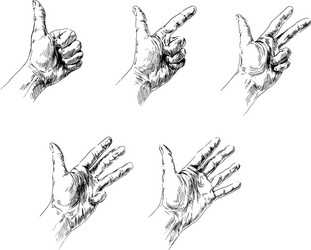 hand counting from one to five vector