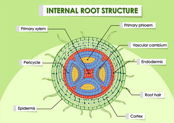 diagram showing internal root structure vector image