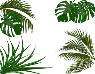 green leaves of tropical palm trees monstera Vector Image