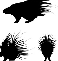 Porcupine Silhouettes & Icons Vector Image