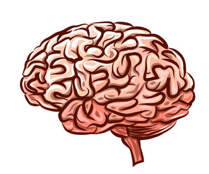 Pink brain side view Royalty Free Vector Image