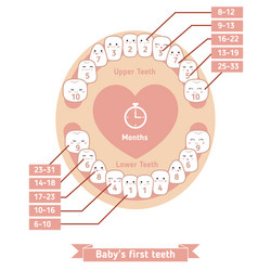 baby teething chart vector