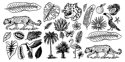 japanese tigers with tropical leaves toucan Vector Image