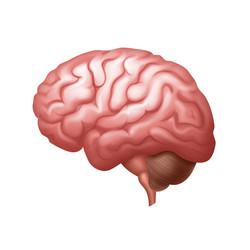 Pink human brain side view close up vector
