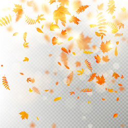 effect of autumn falling leaves layer with shallow vector image