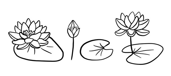 lotus flower line sketch isolated on white Vector Image