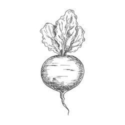 whole beet root isolated monochrome sketch icon vector image
