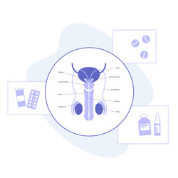 man reproducive system problems vector image