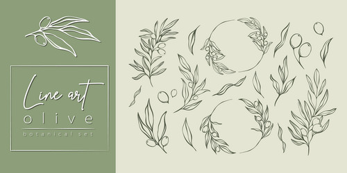 Olive Branch Minimalist Set vector image