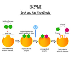 explain the lock and key mechanism of enzyme action