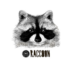 Raccoon Head Sketch Vector Image