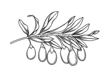 graphic branch with goji berries and leaves Vector Image