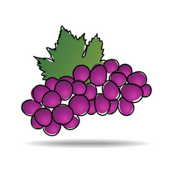 Freehand drawing grape icon vector