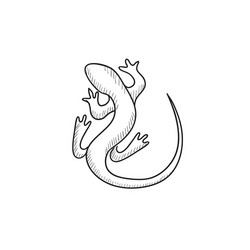 Salamander hand drawn sketch icon Royalty Free Vector Image