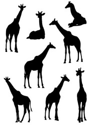 Giraffe Silhouettes on White Vector Image
