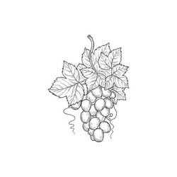 Grapevine Tattoo Vector Images (63)