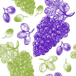 grape hand draw sketch background pattern vector image