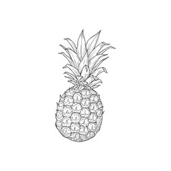 pineapple tropical fruit isolated sketch icon vector