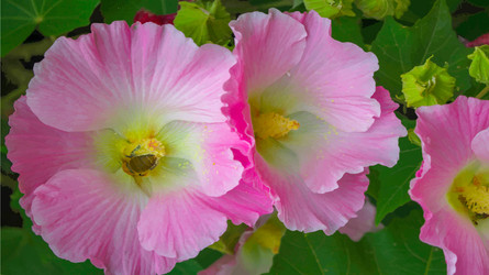 Bunga Raya Vector Images (35)