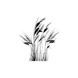Image of a silhouette reed or bulrush on white Vector Image