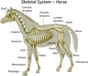 science horse skeletal system vector