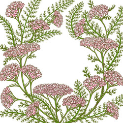 Milfoil frame vector