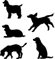 Cocker Spaniel Silhouettes & Icons Vector Image