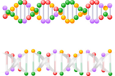 Cell structure genetic material from gene to dna Vector Image
